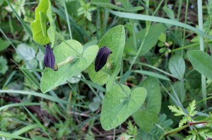 Aristolochia rotunda (1) (1200 x 799)